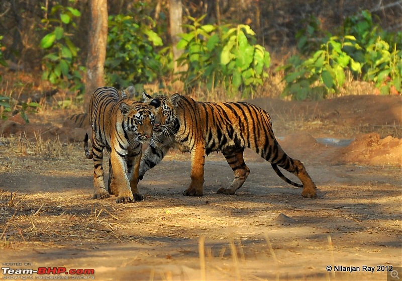 Tadoba: 14 Tigers and a Bison-dsc_4419.jpg