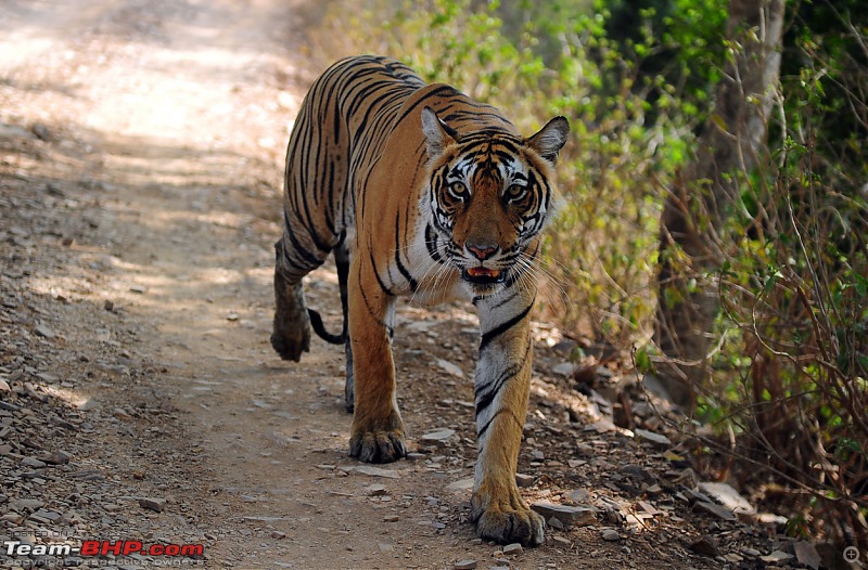 Gurgaon - Ranthambhore - Jodhpur - Gurgaon: Big Cats call again..!-7234.jpg