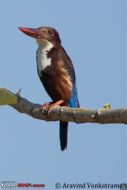 A shutterbug experiences around chennai - Weekend getaways in chennai-kingfishers-portrait.jpg