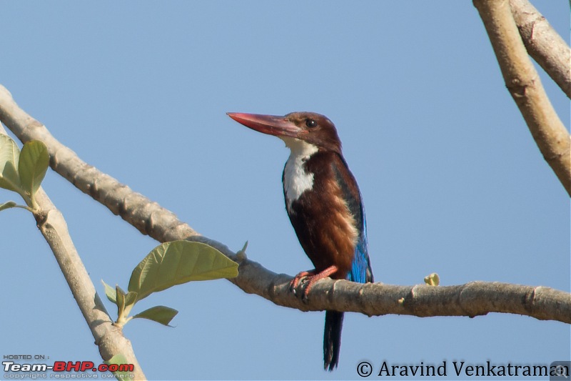 A shutterbug experiences around chennai - Weekend getaways in chennai-kingfisher.jpg