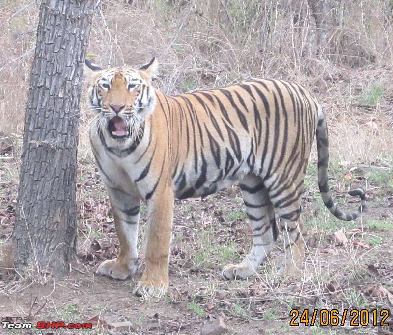 Tadoba: 14 Tigers and a Bison-tiger-face-tadoba-canon.jpg