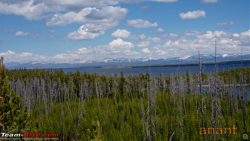 Yellowstone National Park : A Drive to Remember-dsc00805.jpg