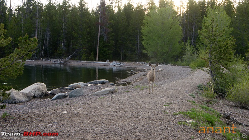 Yellowstone National Park : A Drive to Remember-dsc00914.jpg