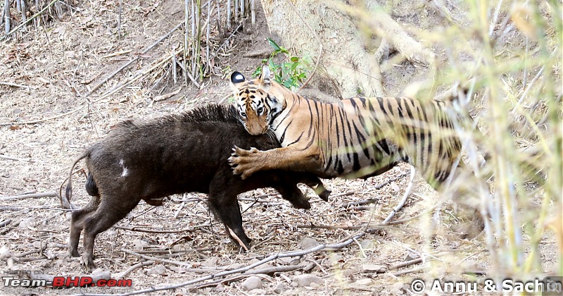 Crouching Tiger, Unaware prey - Hunt and Kill: TATR - Awesome, Incredible, Amazing!!-img_5119_1.jpg