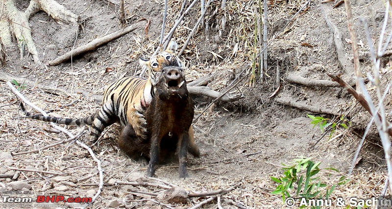 Crouching Tiger, Unaware prey - Hunt and Kill: TATR - Awesome, Incredible, Amazing!!-img_5276_1.jpg