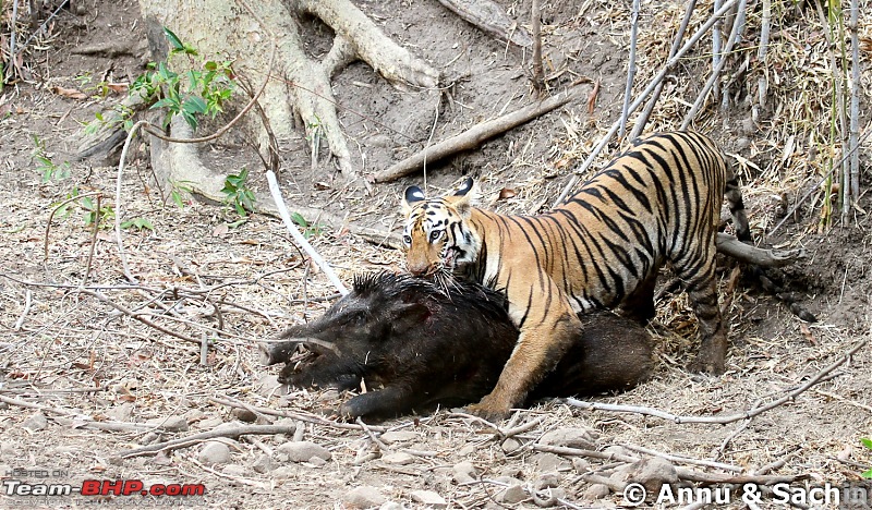 Crouching Tiger, Unaware prey - Hunt and Kill: TATR - Awesome, Incredible, Amazing!!-img_5338_1.jpg