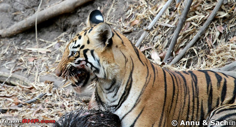 Crouching Tiger, Unaware prey - Hunt and Kill: TATR - Awesome, Incredible, Amazing!!-img_5471_1.jpg