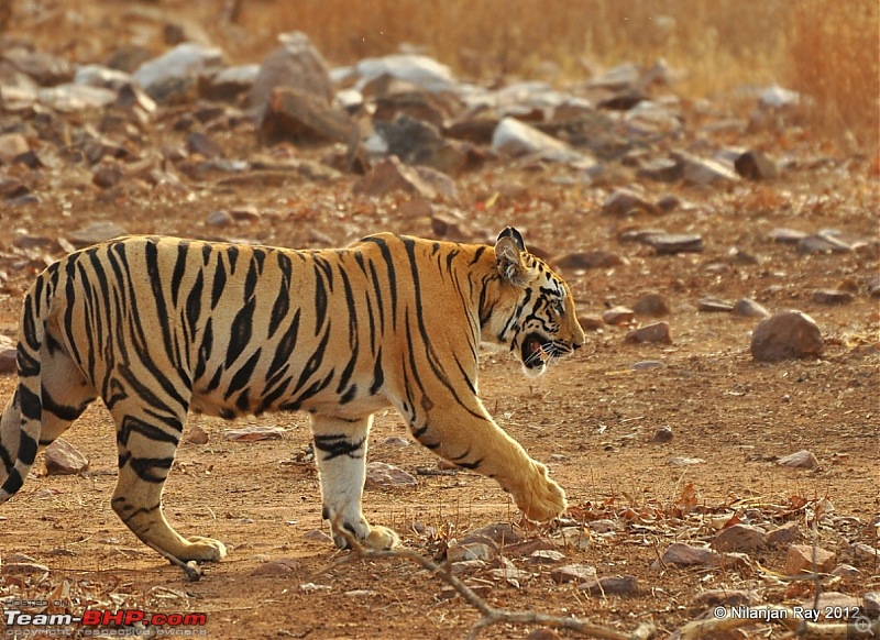 Tadoba: 14 Tigers and a Bison-dsc_5353.jpg