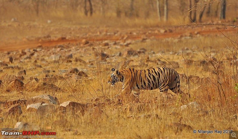 Tadoba: 14 Tigers and a Bison-dsc_5370.jpg