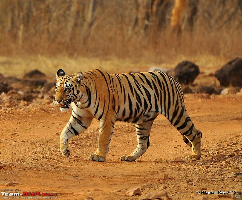 Tadoba: 14 Tigers and a Bison-dsc_5391.jpg