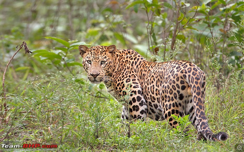 Bandipur & Kabini over weekends : Photologue-_dsm0393v1rs.jpg