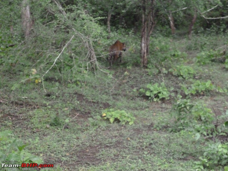 Bandipur & Kabini over weekends : Photologue-p1000069.jpg