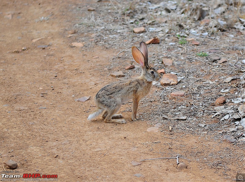 Gurgaon - Ranthambhore - Jodhpur - Gurgaon: Big Cats call again..!-7015.jpg