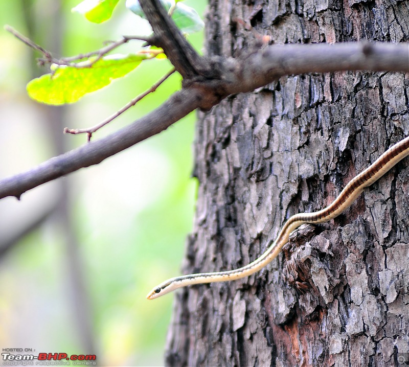 Gurgaon - Ranthambhore - Jodhpur - Gurgaon: Big Cats call again..!-7030.jpg