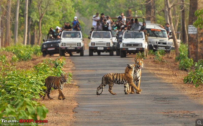 Tadoba: 14 Tigers and a Bison-tadoba-june-2012-1264.jpg