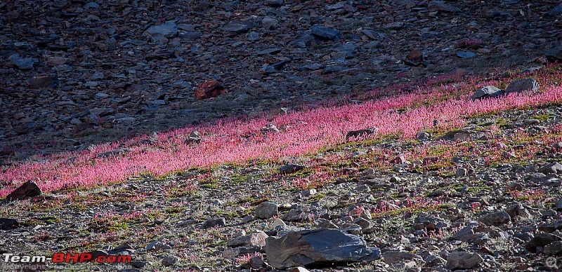 Reflecting on Driving Addictions - Bangalore to Spiti and Changthang-92a.jpg