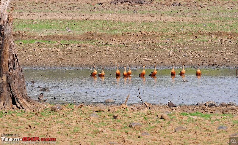 Gurgaon - Ranthambhore - Jodhpur - Gurgaon: Big Cats call again..!-7090.jpg