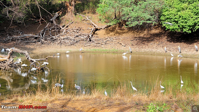 Gurgaon - Ranthambhore - Jodhpur - Gurgaon: Big Cats call again..!-7080.jpg