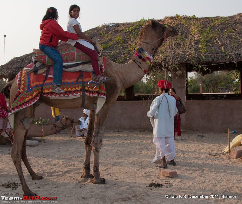 Rajasthan - Padharo Mhare Des-dsc_1882.jpg