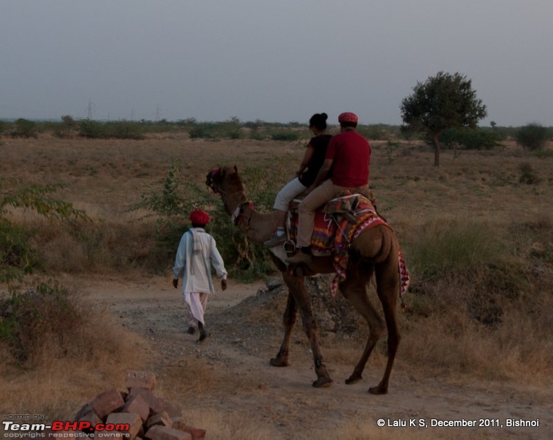 Rajasthan - Padharo Mhare Des-dsc_1954.jpg