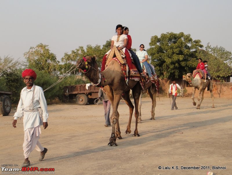 Rajasthan - Padharo Mhare Des-dsc02709.jpg
