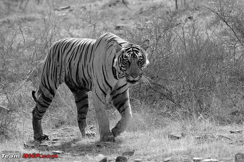 Gurgaon - Ranthambhore - Jodhpur - Gurgaon: Big Cats call again..!-7153.jpg