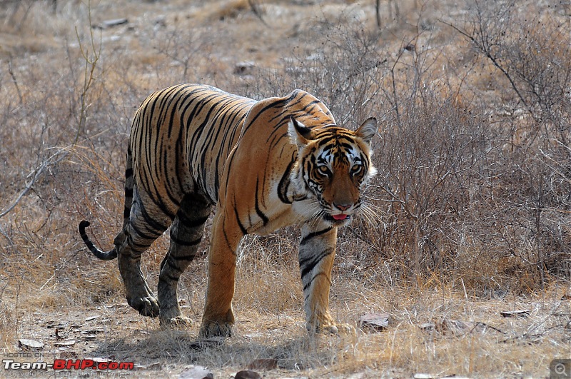 Gurgaon - Ranthambhore - Jodhpur - Gurgaon: Big Cats call again..!-7155.jpg