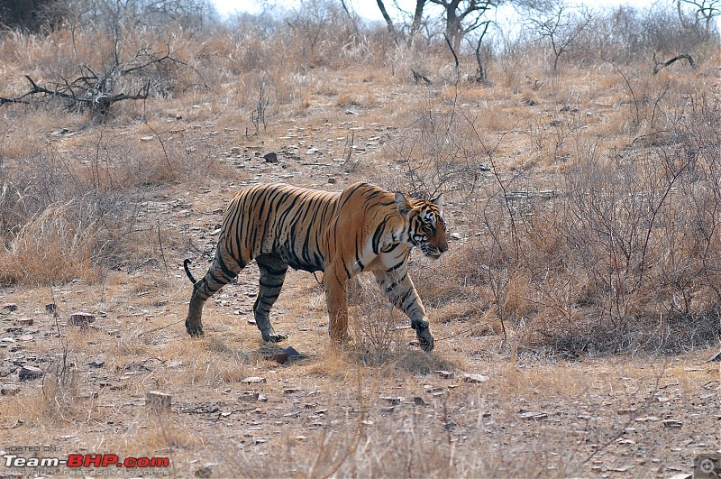 Gurgaon - Ranthambhore - Jodhpur - Gurgaon: Big Cats call again..!-7162.jpg