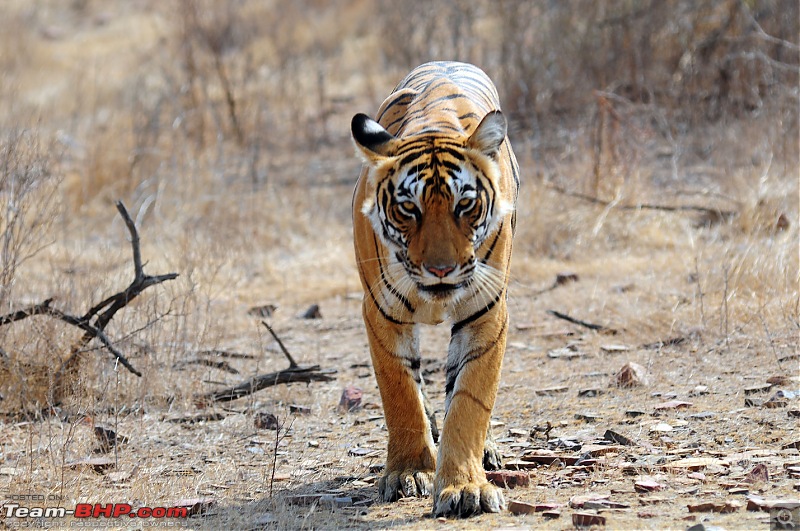 Gurgaon - Ranthambhore - Jodhpur - Gurgaon: Big Cats call again..!-7167.jpg