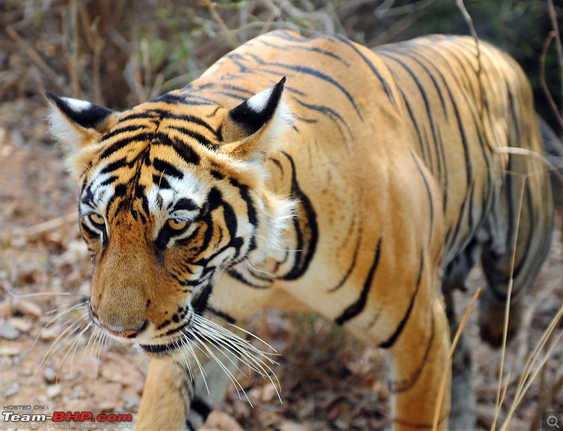 Gurgaon - Ranthambhore - Jodhpur - Gurgaon: Big Cats call again..!-7224.jpg