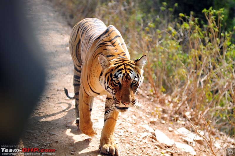 Gurgaon - Ranthambhore - Jodhpur - Gurgaon: Big Cats call again..!-7226.jpg