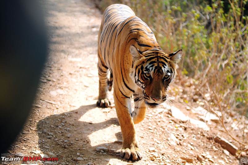 Gurgaon - Ranthambhore - Jodhpur - Gurgaon: Big Cats call again..!-7229.jpg