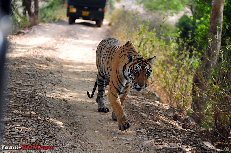 Gurgaon - Ranthambhore - Jodhpur - Gurgaon: Big Cats call again..!-7230.jpg