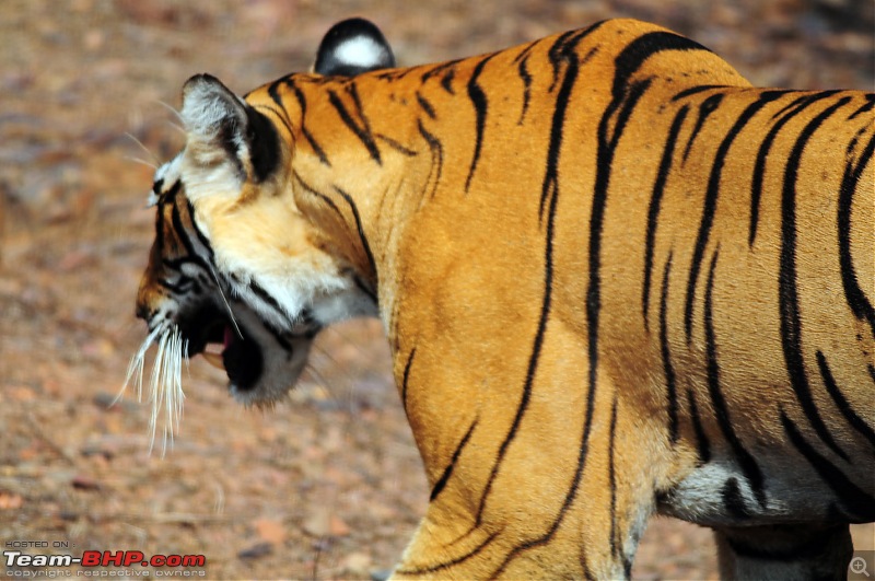 Gurgaon - Ranthambhore - Jodhpur - Gurgaon: Big Cats call again..!-7147.jpg