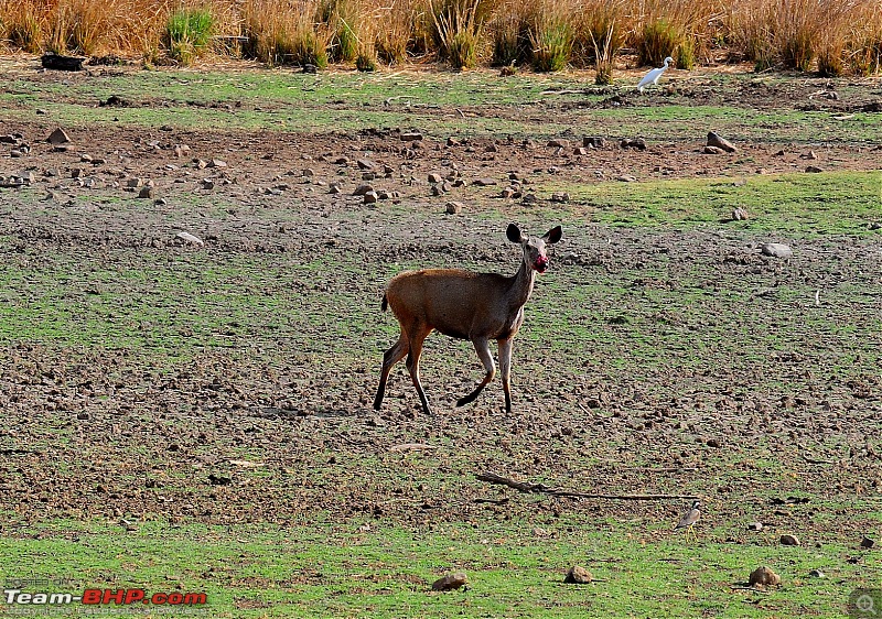 Gurgaon - Ranthambhore - Jodhpur - Gurgaon: Big Cats call again..!-7084.jpg