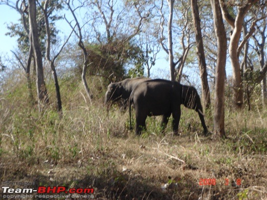 a little hill break - march 08-doublehead-elephant.jpg