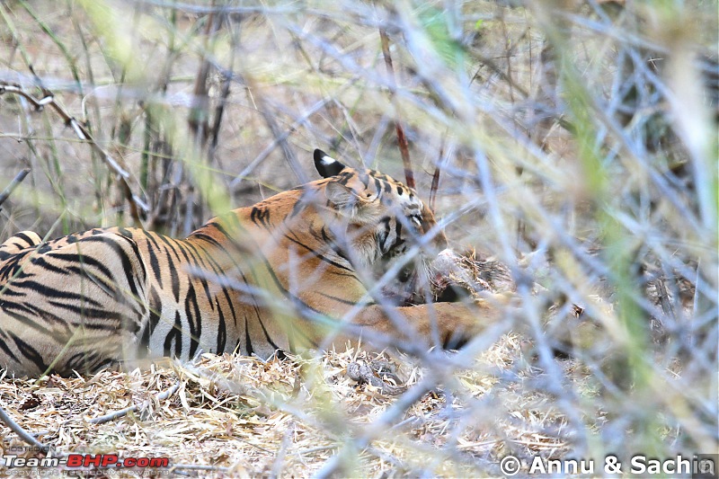 Crouching Tiger, Unaware prey - Hunt and Kill: TATR - Awesome, Incredible, Amazing!!-img_5671.jpg