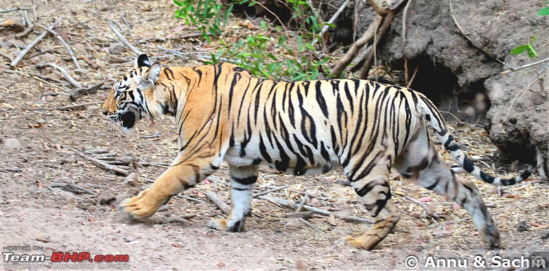 Crouching Tiger, Unaware prey - Hunt and Kill: TATR - Awesome, Incredible, Amazing!!-img_5757.jpg