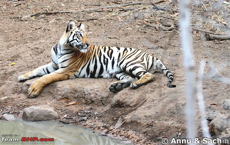 Crouching Tiger, Unaware prey - Hunt and Kill: TATR - Awesome, Incredible, Amazing!!-img_5766.jpg