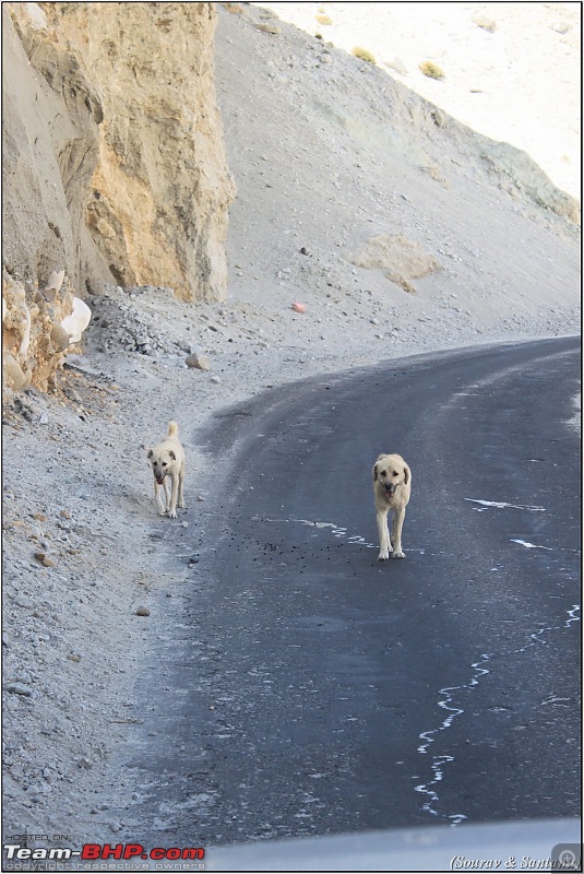 A journey through Leh & Ladakh  Barren beauty at its best-img_6752.jpg