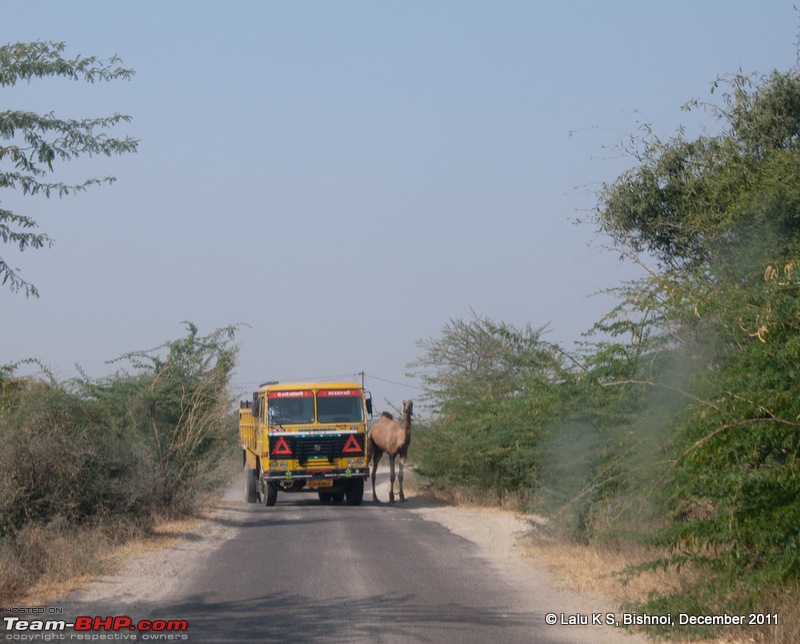 Rajasthan - Padharo Mhare Des-dsc_2381.jpg