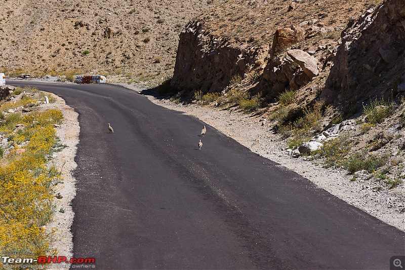 Reflecting on Driving Addictions - Bangalore to Spiti and Changthang-78.jpg