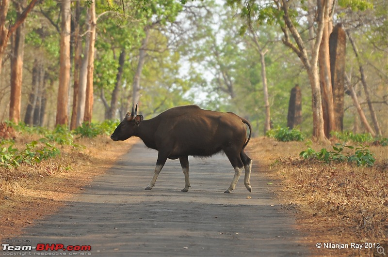 Tadoba: 14 Tigers and a Bison-dsc_5777.jpg