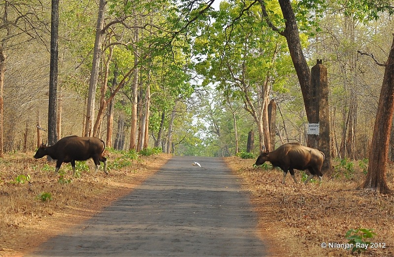 Tadoba: 14 Tigers and a Bison-dsc_5784.jpg