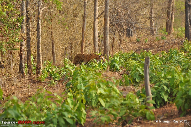 Tadoba: 14 Tigers and a Bison-dsc_5788.jpg