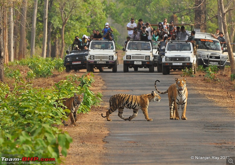 Tadoba: 14 Tigers and a Bison-dsc_5813.jpg