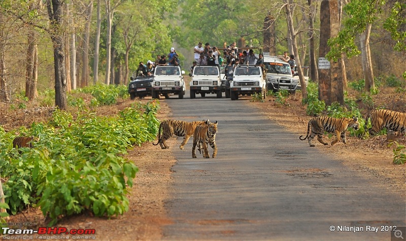 Tadoba: 14 Tigers and a Bison-dsc_5821.jpg