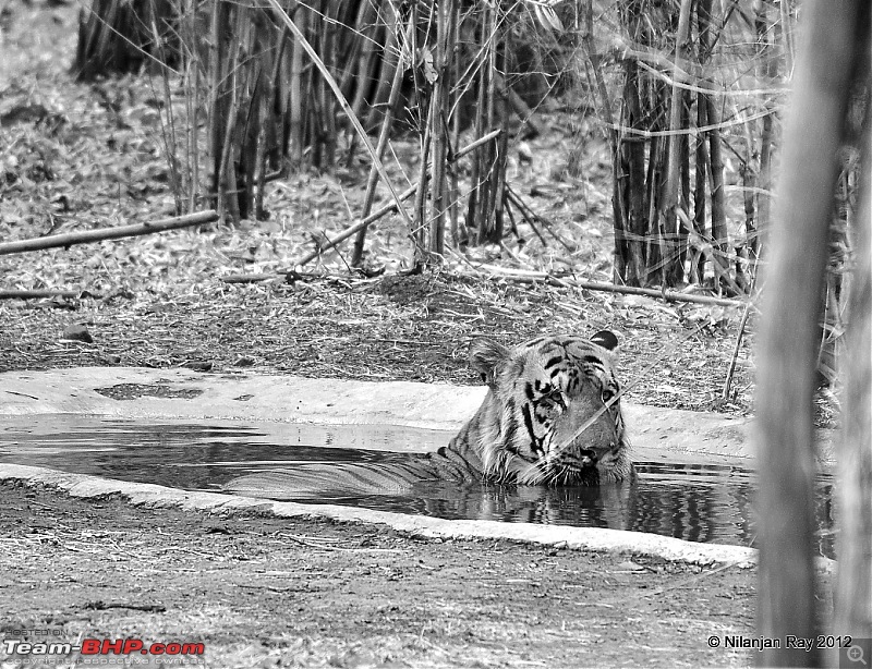 Tadoba: 14 Tigers and a Bison-dsc_5949.jpg