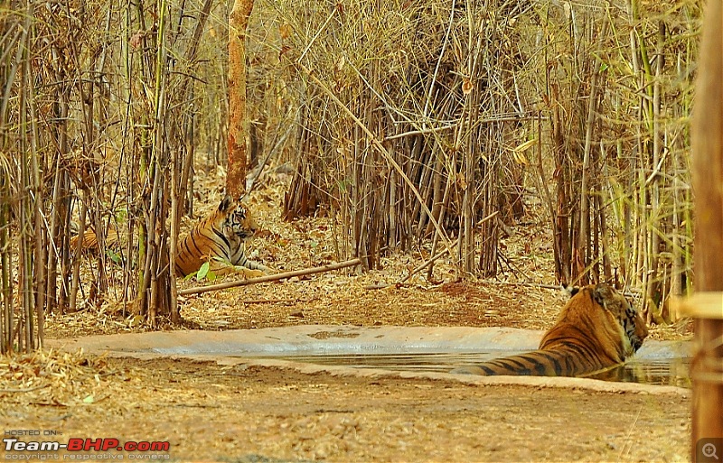 Tadoba: 14 Tigers and a Bison-dsc_5921.jpg