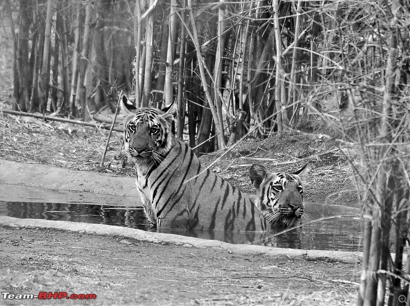 Tadoba: 14 Tigers and a Bison-dsc_5974.jpg